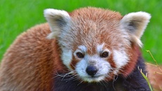 Kleiner Panda (11).jpg